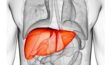 Liver: Anatomy and Functions