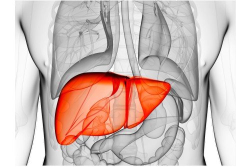 Liver: Anatomy and Functions